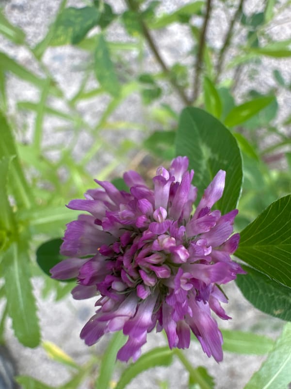 Wildflowers up close in a Chișinău green space
