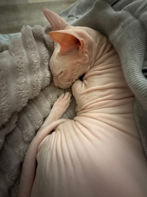 Sphynx cat naps captured in Krasnoyarsk home setting