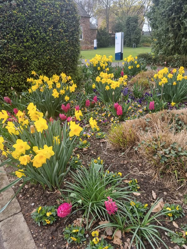Spring blooms and architecture documented across Saarbrücken parks