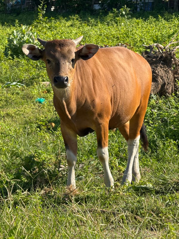 Cattle graze in sunlit field in Kuta, Indonesia