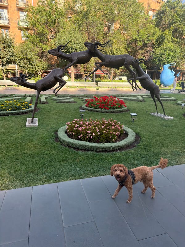 Poodle tours the sculpture garden at Kafesjian Center for the Arts