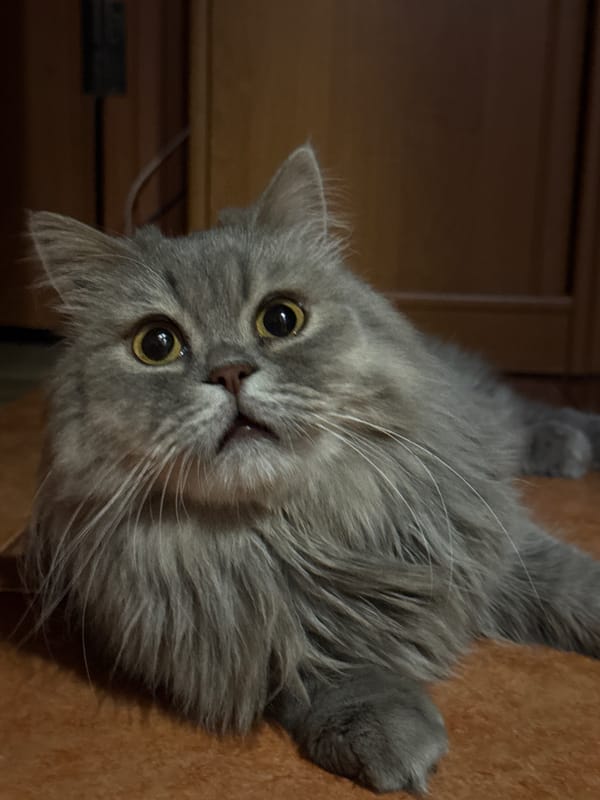 Grey cat investigates a tiny block-built cat lookalike