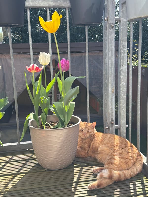 Spring garden blooms and cat observed in Helmond home