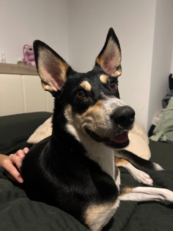 Dog chilling on dark bedding in Sofia apartment
