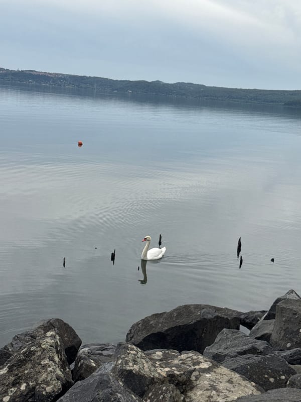 Swan preens peacefully in Trevignano Romano lake waters