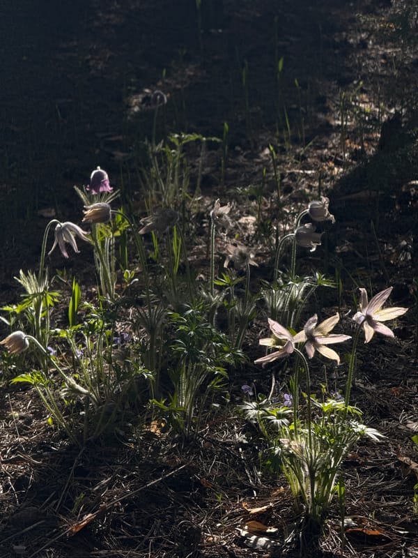 Spring wildflowers documented blooming in Kazan, Russia