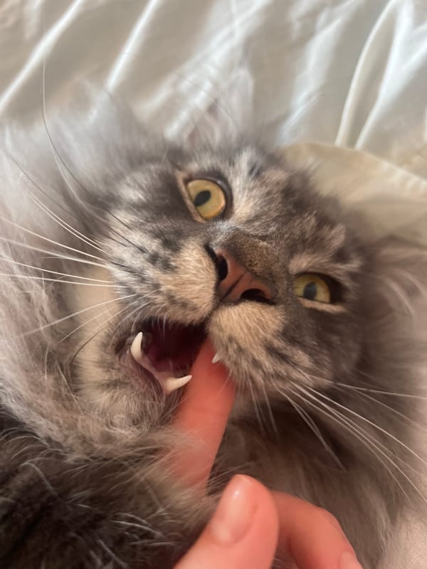 Maine Coon plays and lounges on a white bed in Ternopil