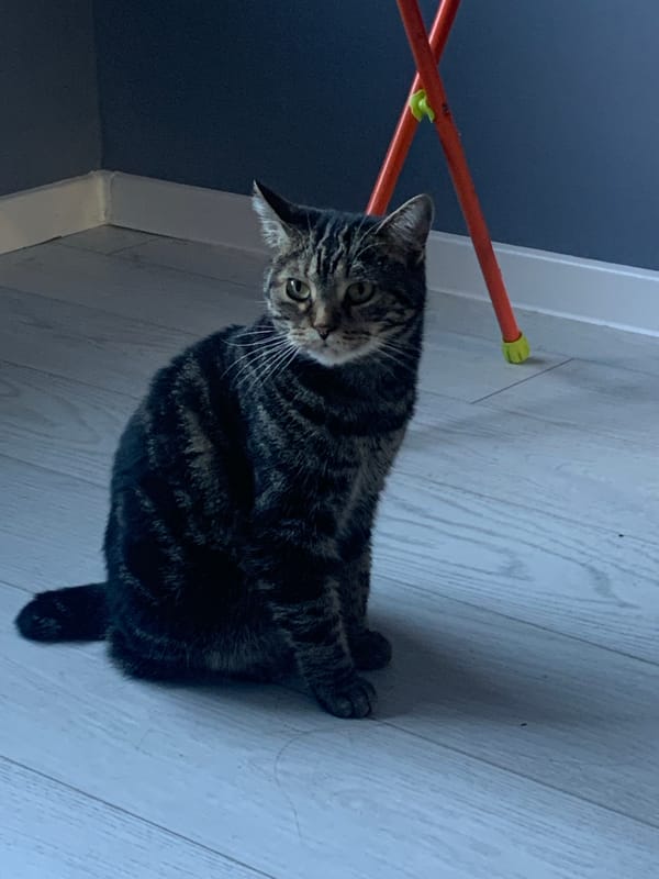 Cat on the floor, rat at the cage bars — pet life