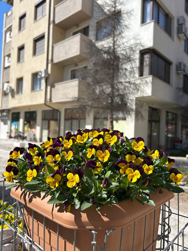 Plovdiv residents capture spring flowers and first birthday celebration