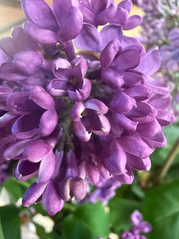 Spring blooms and street scenes documented in Partenit, Ukraine