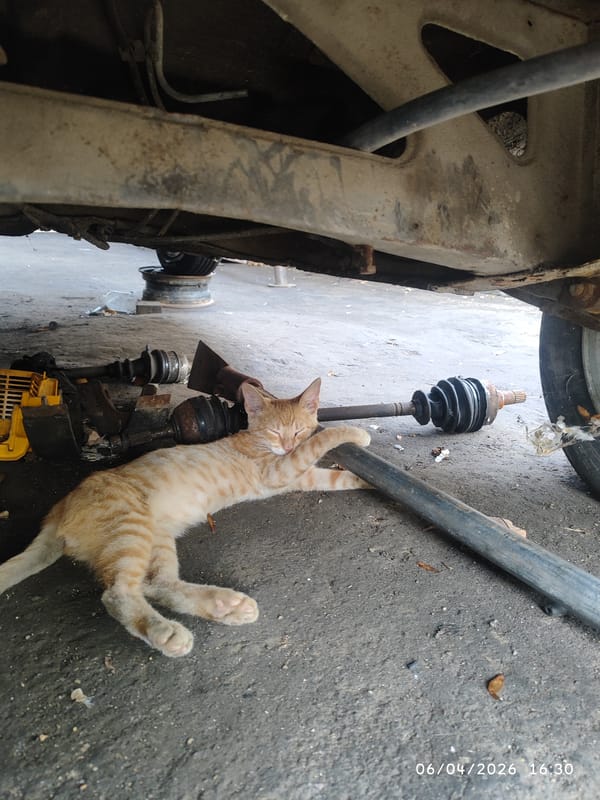Orange tabby cat naps beneath car in mechanic shop