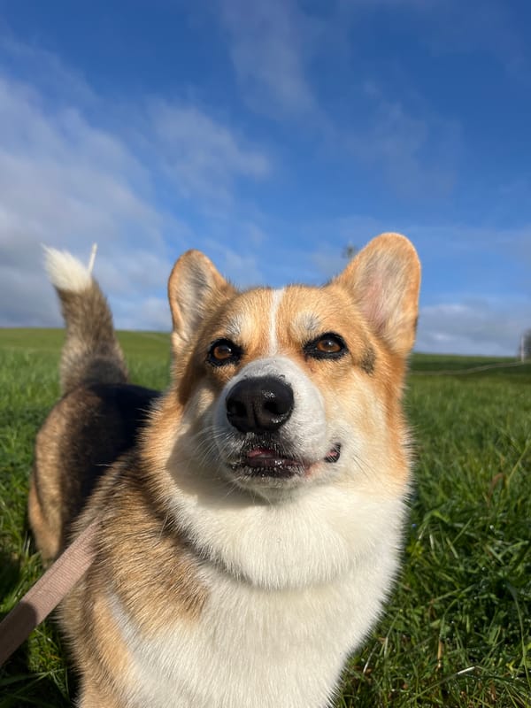 Morning family moments with Corgi and baby in German countryside