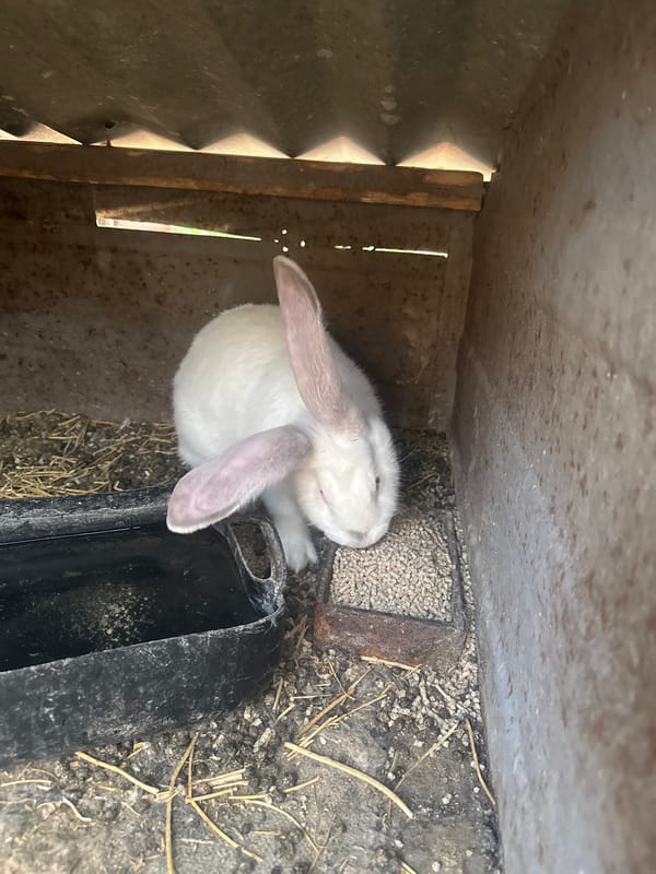 White rabbit spotted in hutch in Sarnevo, Bulgaria