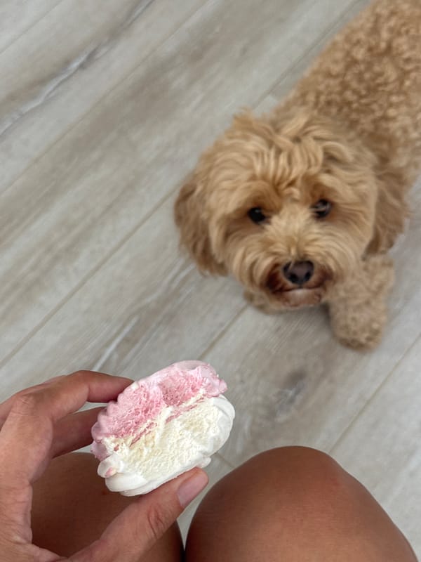 Cozy morning routine with a poodle mix and pink treats
