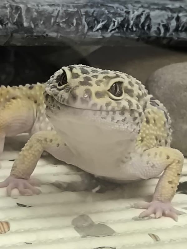 Pet owner documents leopard geckos and other animals in Chaikovsky
