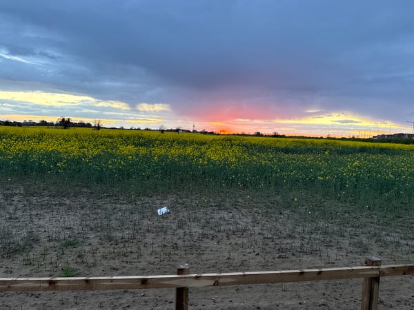 Rapeseed field captures dramatic sunset near Great Yarmouth