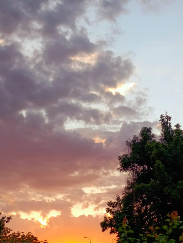 Sunset skies and garden flowers in Brovary, Ukraine