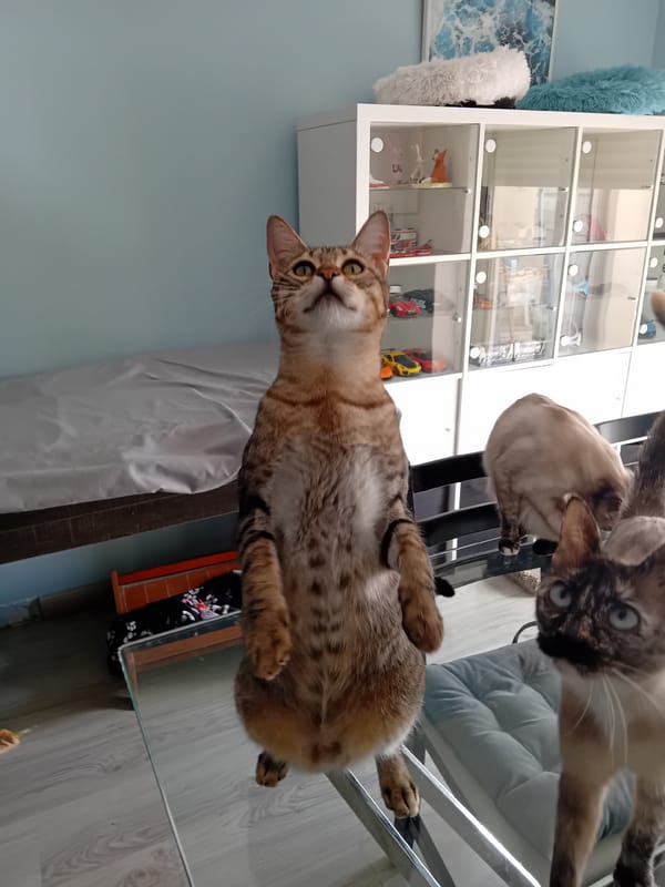 Domestic cats captured in typical relaxed indoor behaviors