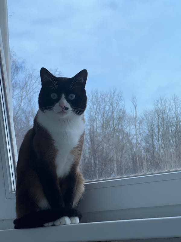 Man photographs morning moments with Siamese cat in Noviy