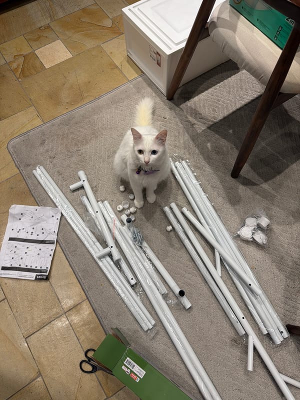 Domestic cats observed in homes, millipede spotted outdoors