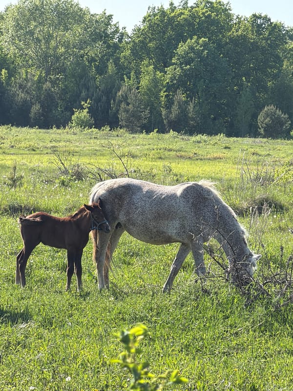 Horses graze in field near Noviy, Russia