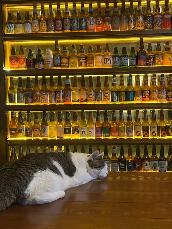 Cat rests beside illuminated beer bottle wall in Shanghai