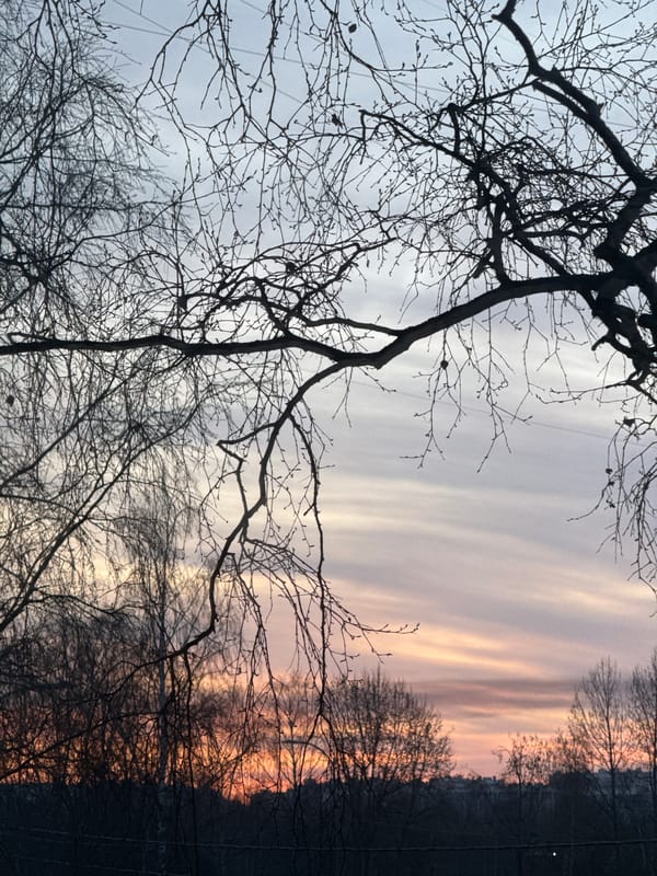 Sunset sky with bare trees photographed in Saint Petersburg