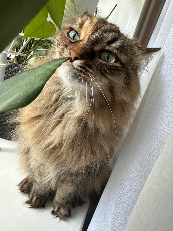 Morning pet and plant moments documented in Votkinsk home