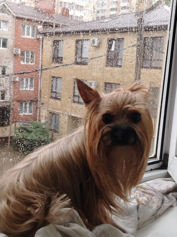 Yorkshire Terrier and owner share quiet rainy morning in Krasnodar