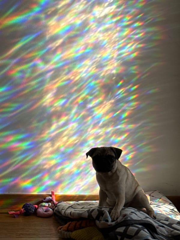 Pugs dressed in tutus photographed during costume session
