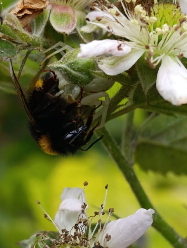 Spider hunts bumblebee in Ukrainian garden nature photography session