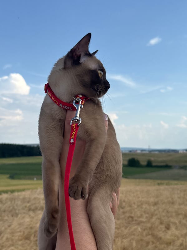 Cat in a collar hangs out near Hahn Airport