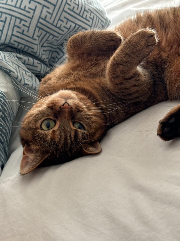 Tabby cat sprawls on white bedding, fully unbothered