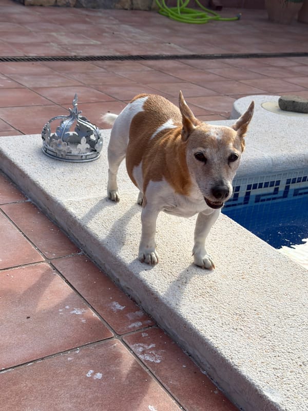 Dog stands on hind legs at pool edge in Spain