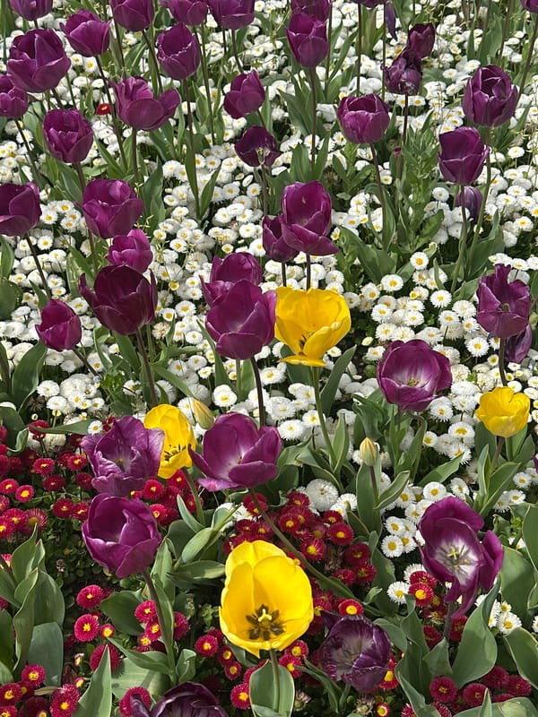 Spring tulip gardens bloom in Başakşehir, Turkey