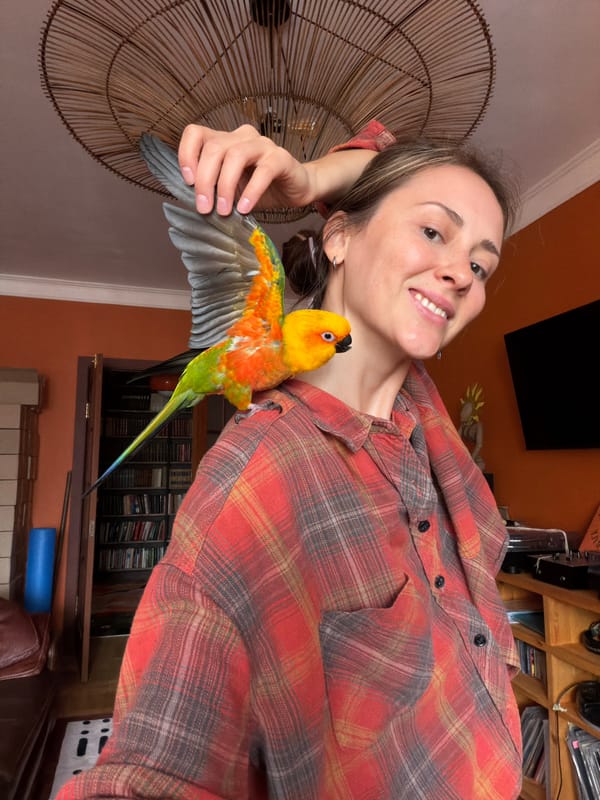 Sun conure parrot on a shoulder, Khimki