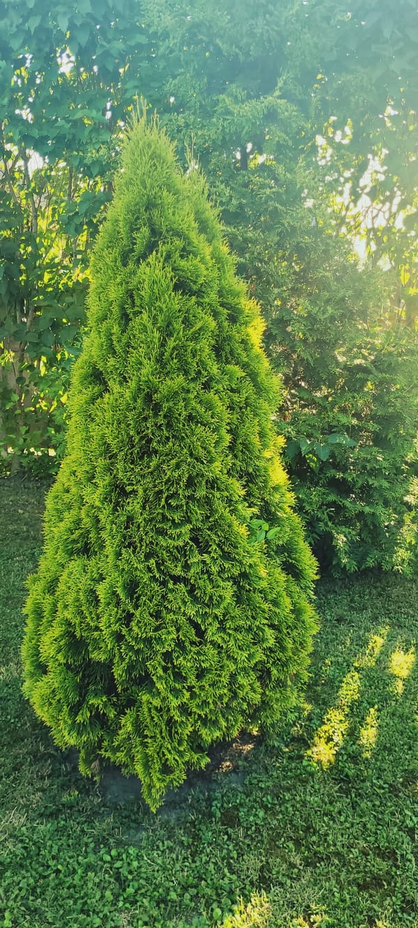 Backyard garden in summer: evergreens, roses, pets on a bench