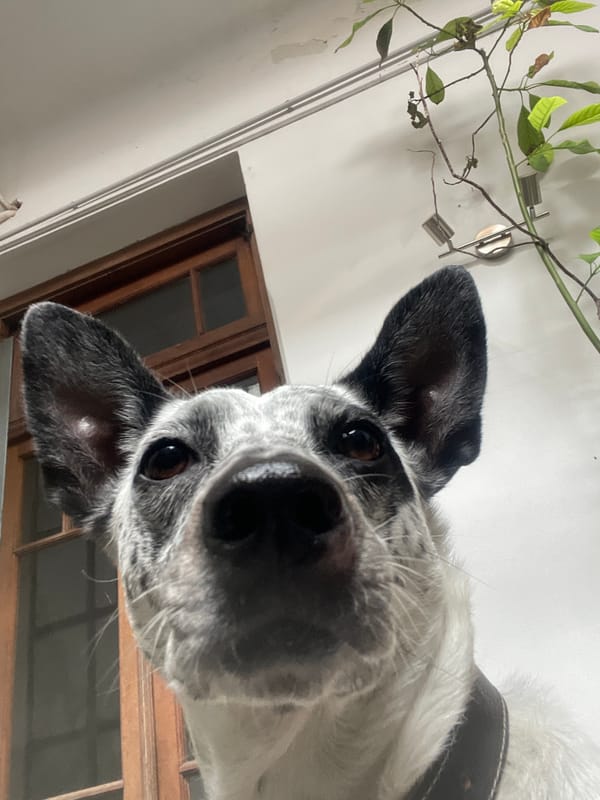 Man and spotted dog photographed in Buenos Aires