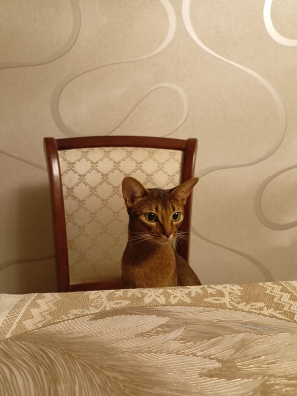 Cats indoors and a waterfront gazebo in Volgodonsk