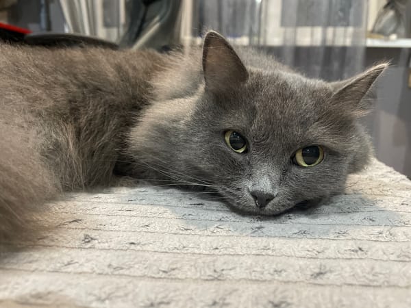 Gray cat observed resting on textured surface