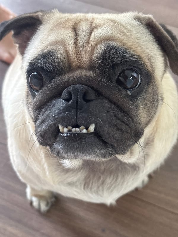 Morning routine with pug companion in hillside Sochi