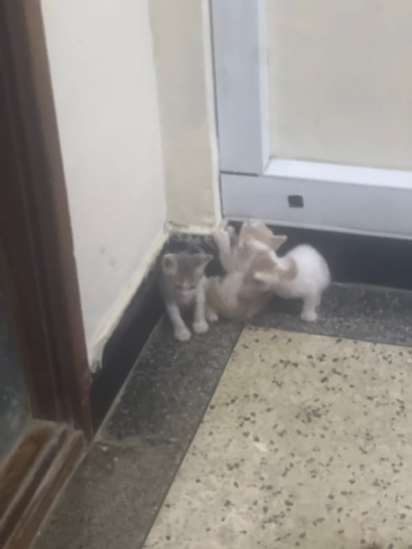 Three kittens pile together in corner in Dar es-Salaam
