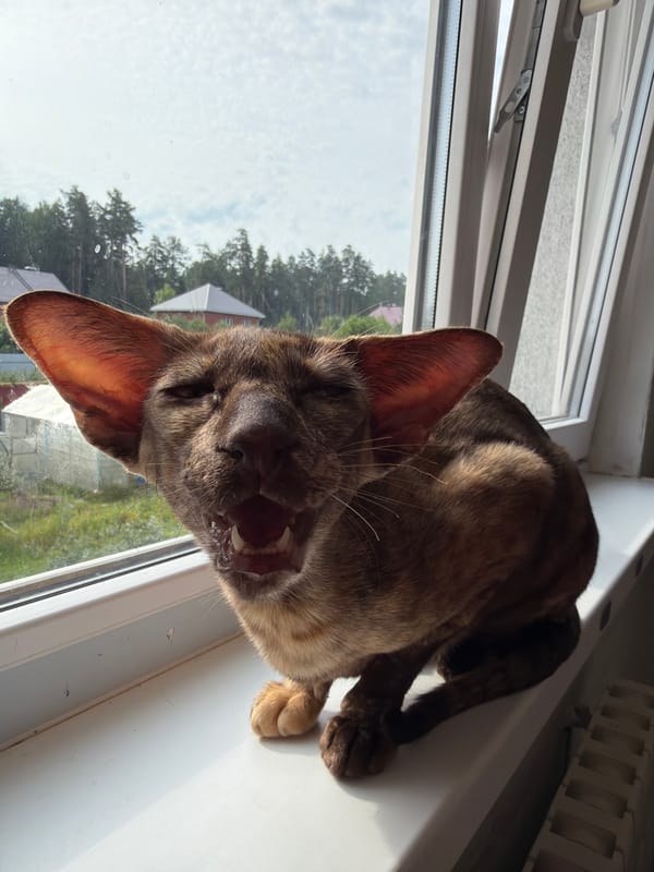 Oriental Shorthair on a windowsill, watching suburban Chaikovsky