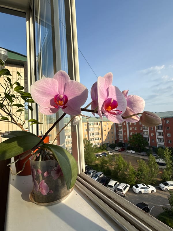 Pink orchids on a Birobidzhan windowsill at sunset