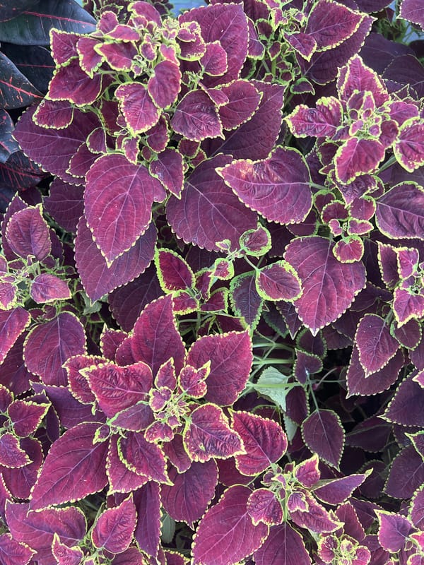 Close-up tour of a lush garden's plants and blooms