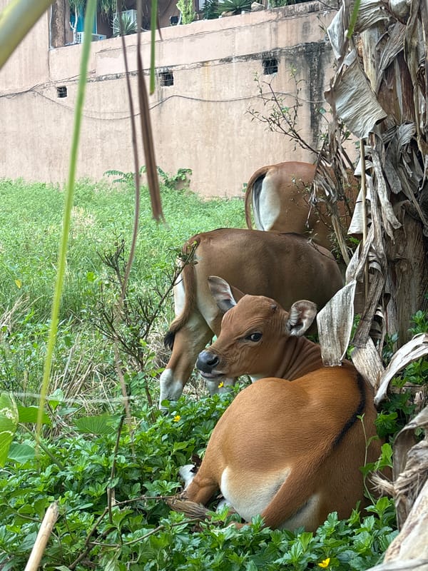 Two cows rest peacefully in Mengwi grassland