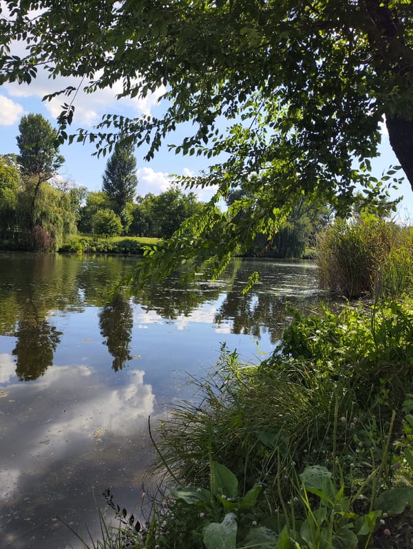 Still water, tall reeds, and tree reflections on a quiet day