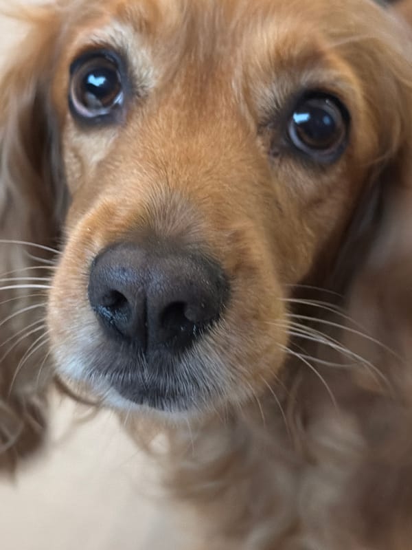 Golden dog captured indoors during afternoon rainy weather