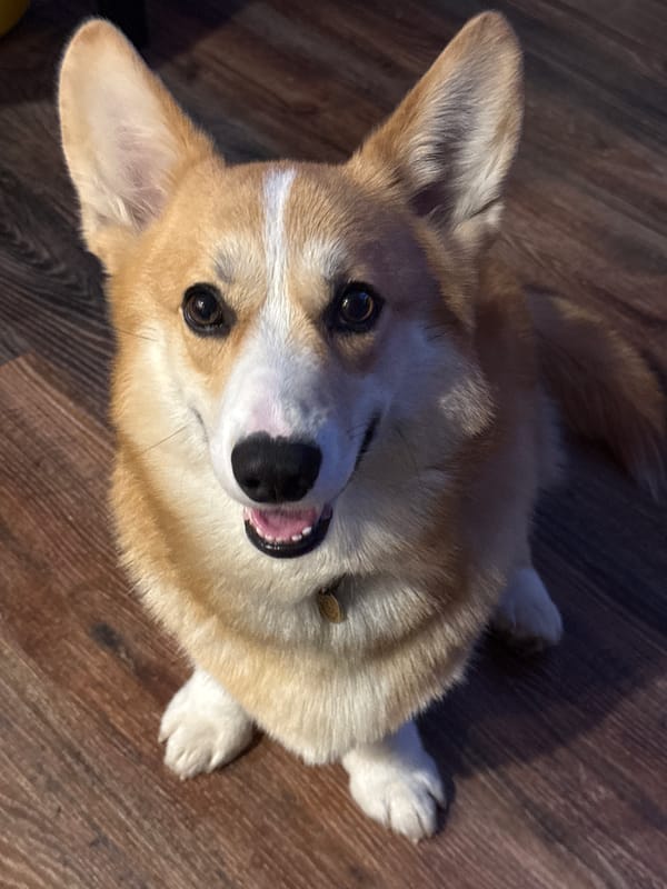 Corgi photographed indoors in Votkinsk, Russia