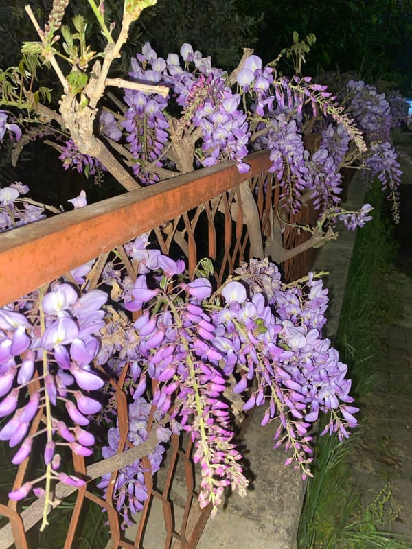 Quiet afternoon moments captured in residential Alanya, Turkey